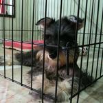 Cassie + (Free Gift) - Schnauzer Dog