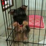 Cassie + (Free Gift) - Schnauzer Dog