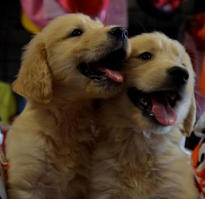 Golden Retriever - Huge Bone Struct - Golden Retriever Dog