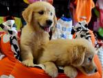 Golden Retriever - Huge Bone Struct - Golden Retriever Dog