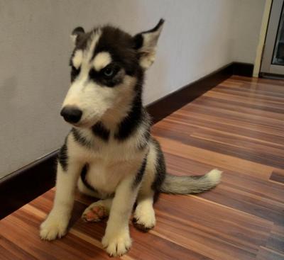 Husky - Black And White - Husky + Basenji Dog