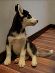 Husky - Black And White - Husky + Basenji Dog