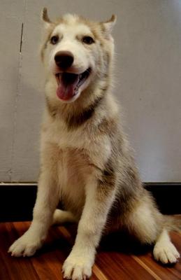 Husky - Copper Red - Husky Dog