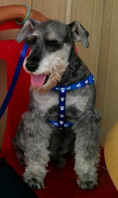 PF39655 - Schnauzer Dog