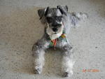 PF39655 - Schnauzer Dog