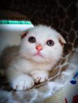 Scottishfold - Scottish Fold Cat