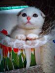 Scottishfold - Scottish Fold Cat