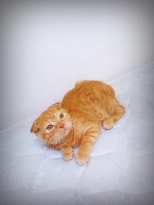 Scottishfold - Scottish Fold Cat