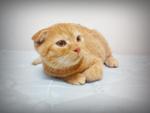 Scottishfold - Scottish Fold Cat