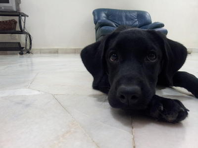 Prada - Labrador Retriever Dog