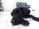 Prada - Labrador Retriever Dog