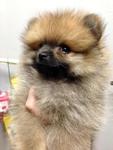  Chubby Face Tiny Orange Pomeranian - Pomeranian Dog