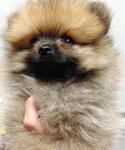  Chubby Face Tiny Orange Pomeranian - Pomeranian Dog