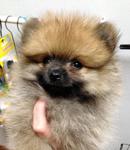  Chubby Face Tiny Orange Pomeranian - Pomeranian Dog