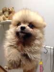  Chubby Face Tiny Orange Pomeranian - Pomeranian Dog