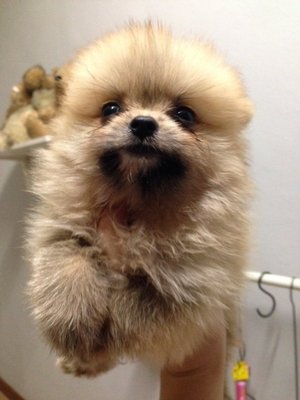  Chubby Face Tiny Orange Pomeranian - Pomeranian Dog