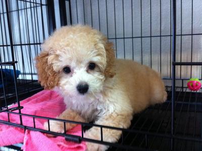 Fluffy Cream Toy Poodle - Poodle Dog