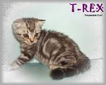 T-rex - British Shorthair Cat