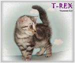 T-rex - British Shorthair Cat