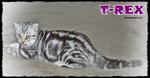 T-rex - British Shorthair Cat