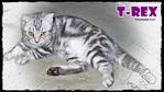 T-rex - British Shorthair Cat