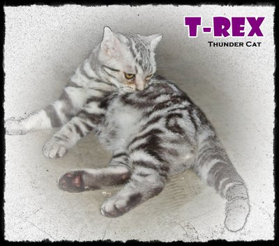 T-rex - British Shorthair Cat