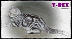 T-rex - British Shorthair Cat