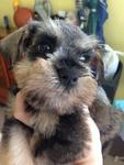 Black And Silver Schnauzer   - Schnauzer Dog