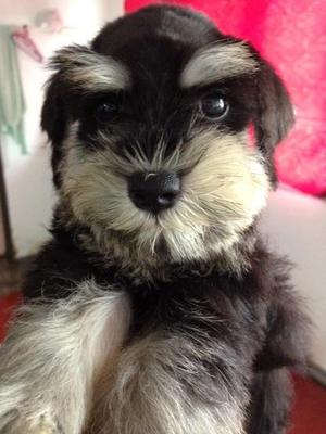 Black And Silver Schnauzer   - Schnauzer Dog