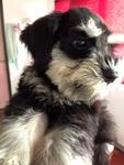 Black And Silver Schnauzer   - Schnauzer Dog