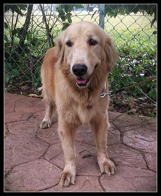 Golden R Found In Bu6 - Golden Retriever Dog