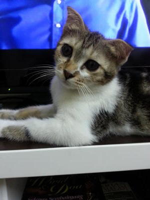 Ezza - Scottish Fold + Bengal Cat