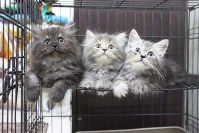 Persian Kittens - Persian + Tabby Cat