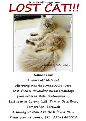 Chiii - Domestic Long Hair Cat