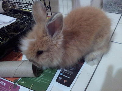 Bubble (Teddy Bear Breed) - Bunny Rabbit Rabbit