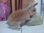 Bubble (Teddy Bear Breed) - Bunny Rabbit Rabbit