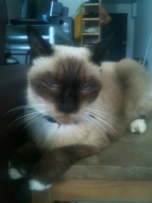 Brownie - Siamese Cat