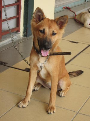 Tora - Border Collie Mix Dog