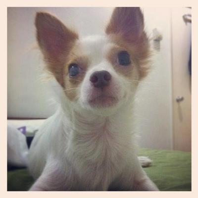 Peri - Chihuahua Dog