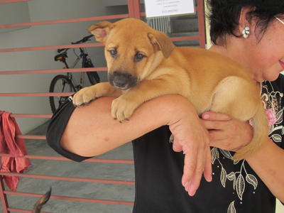 Benny Boy - Mixed Breed Dog