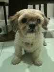 Sarah - Shih Tzu Dog