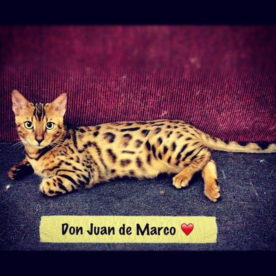 Don Juan De Marco - Bengal Cat