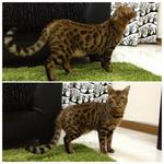 Don Juan De Marco - Bengal Cat