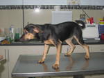 Coco - Miniature Pinscher Mix Dog