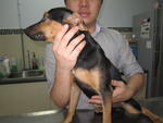 Coco - Miniature Pinscher Mix Dog