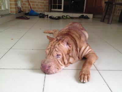 Prem - Shar Pei Dog