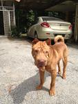 Prem - Shar Pei Dog