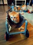 Keedy got her wheelchair! She was never able to walk on her hind legs due to kittenhood injury :(