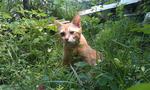 Keedy exploring the garden. It's where she rests at now.