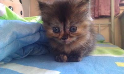 Baby - Persian + Tortoiseshell Cat